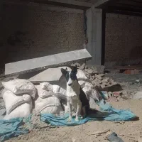 سگ هاسکی|سگ|گرگان, |دیوار