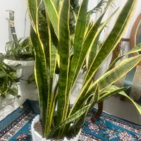 گل آپارتمانی