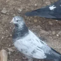 کبوتر پاکستانی تیدی|پرنده|همدان, |دیوار