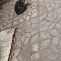 گربه