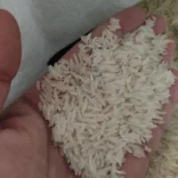 برنج فجر سوزنی