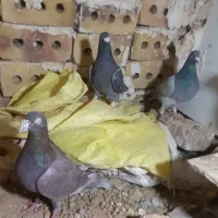 ۸تا‌کفتر|پرنده|تایباد, |دیوار