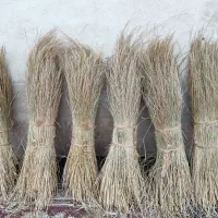 کلوش یا کولوش