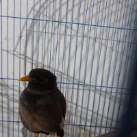 مینا سخنگو|پرنده|نکا, |دیوار