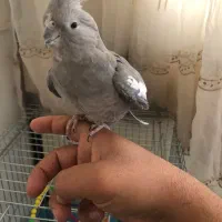 فروش عروس ماده|پرنده|شیراز, رکن‌آباد|دیوار