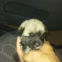 واگذاری