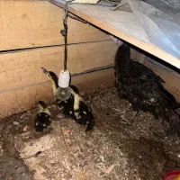 سه عدد اردک اسرائیلی با یک عدد بقلمون|حیوانات مزرعه|تالش, جوکندان|دیوار