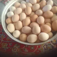 تخم مرغ محلی|خوردنی و آشامیدنی|دهلران, |دیوار