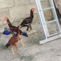 مرغ و خروس نسل دار|حیوانات مزرعه|سراوان, |دیوار