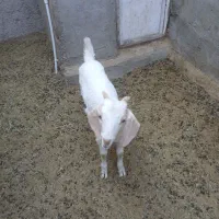 سلام فروش یک‌ راس کره نر سه ماه شیر خورده