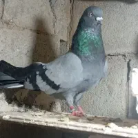 سبز نر فروشی
