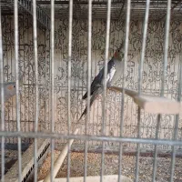 عروس هلندی|پرنده|تهران, مینای شمالی (مخبر)|دیوار