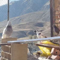 کبوتر|پرنده|ماکو, |دیوار