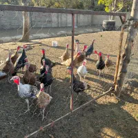 بوقلمون|حیوانات مزرعه|شهریار, شهرک بهاران (ویره)|دیوار