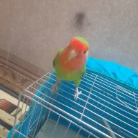 طوطی کوتوله|پرنده|بم, |دیوار