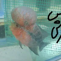 فلاور هورن|ماهی|بجنورد, |دیوار