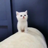 گربه های اشرافی