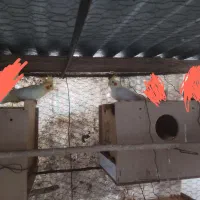 یک  جفت  عروس هلندی