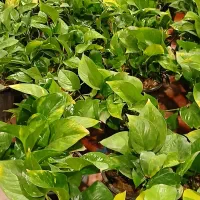 گل وگیاه اپارتمانی