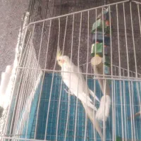 معاوضه عروس با قناری