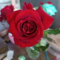 قلمه رز سامورایی