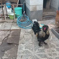 خروس لهستانی جوان