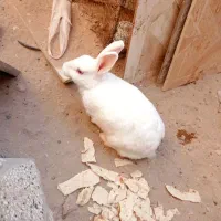 دوعد خرگوش بفروش میرسد