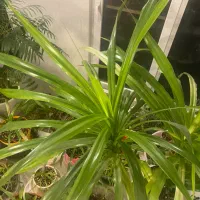 ۳ عدد گلدان پاندانوس ( شمشیری)