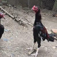 مرغ و خروس و جوجه لاری