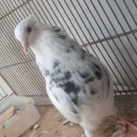 کبوتر کفتر|پرنده|قشم, |دیوار