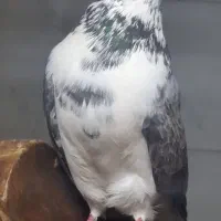 کبوتر (کفتر تهرانی و...چند مدل