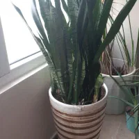 گلدان سانسوریا