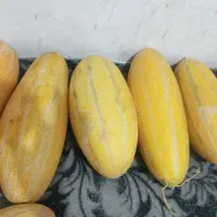 خربزه شیرین کلیو ۲۵ ریز درشت
