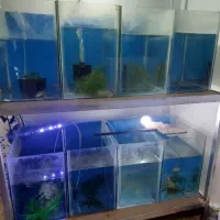 آکواریوم|ماهی|باسمنج, |دیوار