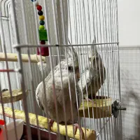 عروس هلندی نژاد ایزابلا