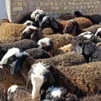 25راس بره شالی