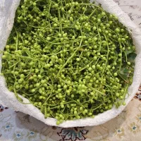 ونوشک نوبر