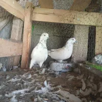 کبوتر|پرنده|کوچصفهان, |دیوار