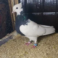 طوقی  معاوضه با تهرانی|پرنده|سرپل ذهاب, |دیوار