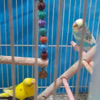 یک جفت مرغ عشق بسیار زیبا|پرنده|مشهد, نیزه|دیوار