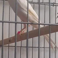 فروش قناری جوجه دوماه