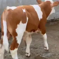 آماده پروار جهت خرید