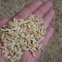 جو شش پر بذری اصلاح شده