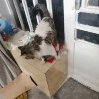 گربه دست اموز