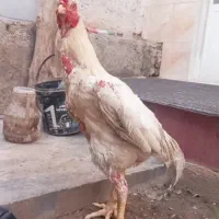 خروس لاری اوشامو
