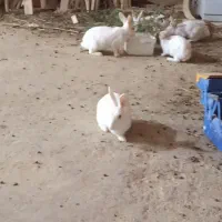 خرگوش سفید بالغ