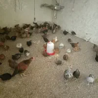 جوجه فروشی 3ماهه