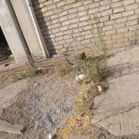 میلگرد