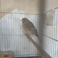 قناری ماده آماده کوزه