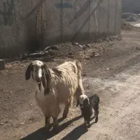 بز ننه بالاجوان ودوعدد بزغاله